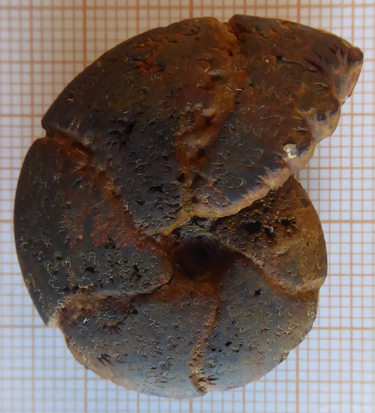 Saint BaudilleetPipet trievesfossilesetmineraux